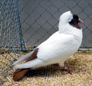 S�ddeutscher Mohrenkopf