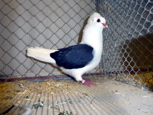 S�ddeutsche Schildtaube