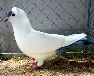 S�ddeutsche Schnippe