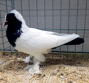 W�rttemberger Mohrenkopf