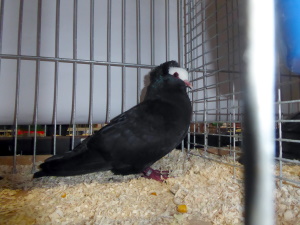 S�ddeutsche Blasse