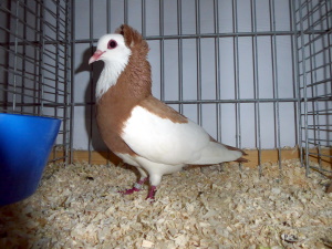 Echderdinger Farbentaube