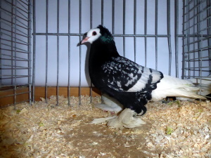 S�ddeutsche M�nchtaube