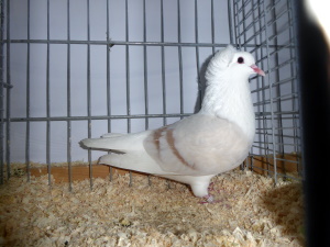 S�ddeutsche Schildtaube