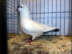 S�ddeutsche Schnippe