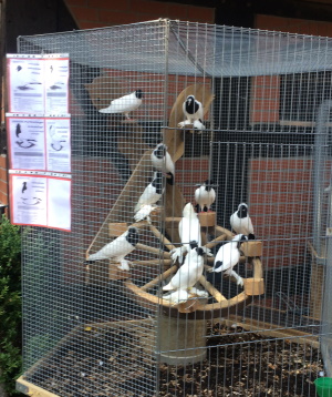  Verschiedene Mohrenk�pfe