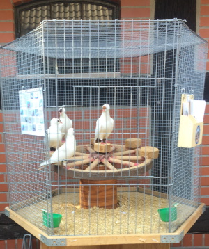 S�ddeutsche Schnippen