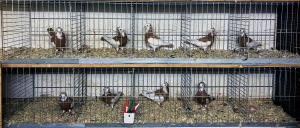 Echterdinger Farbentauben