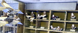 Echterdinger Farbentauben