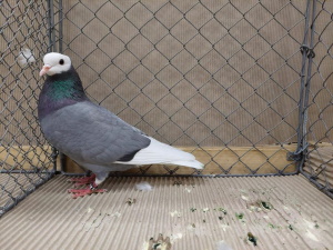 M�nchtaube,glattf.