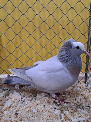 S�ddeutsche Blasse