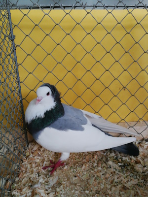 Echterdinger Farbentaube