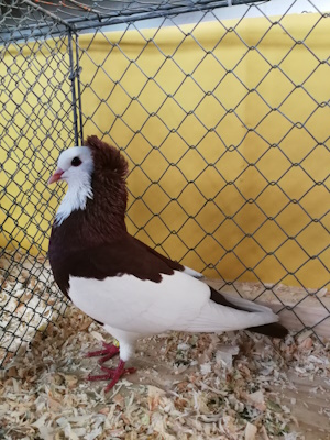 Echterdinger Farbentaube