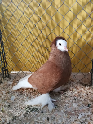 S�ddeutsche M�nchtaube