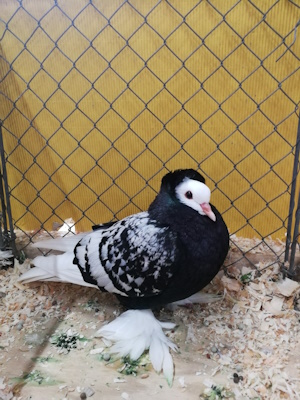 S�ddeutsche M�nchtaube