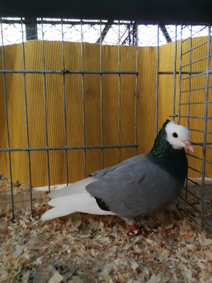 S�ddeutsche M�nchtaube