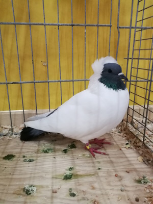 S�ddeutscher Mohrenkopf