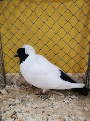 S�ddeutscher Mohrenkopf