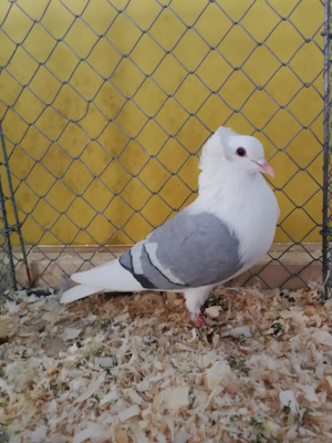 S�ddeutsche Schildtaube