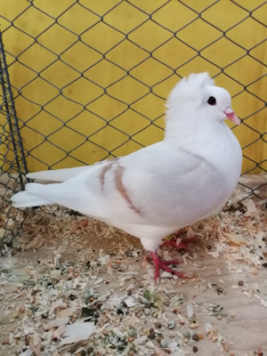 S�ddeutsche Schildtaube