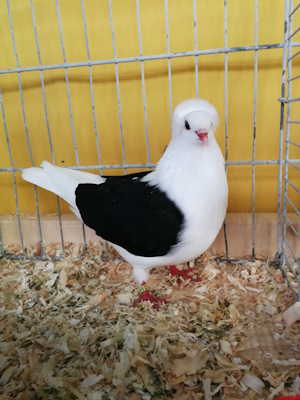 S�ddeutsche Schildtaube