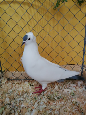 S�ddeutsche Schnippe