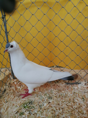 S�ddeutsche Schnippe