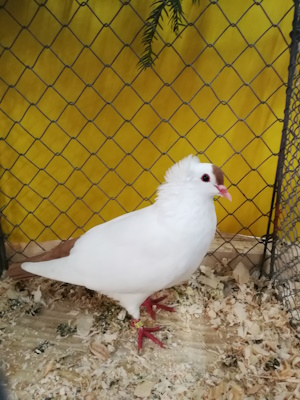 S�ddeutsche Schnippe