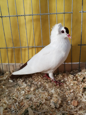 S�ddeutsche Schnippe