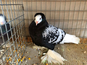 S�ddeutsche Blasse