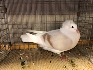 S�ddeutsche Schildtaube