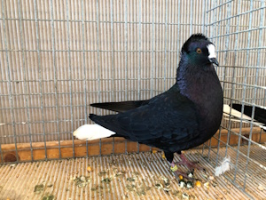 S�ddeutscher Wei�schwanz