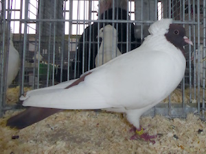 S�ddeutscher Mohrenkopf