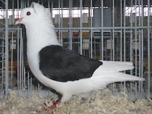 S�ddeutsche Schildtaube