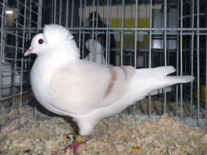 S�ddeutsche Schildtaube