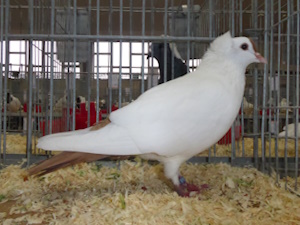 S�ddeutsche Schnippe